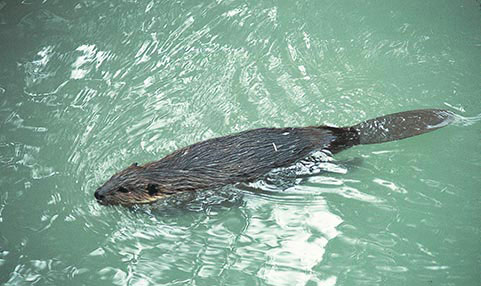 Kastorea. © XABI OTERO