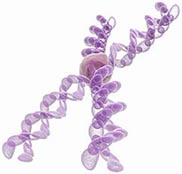 Chromosome