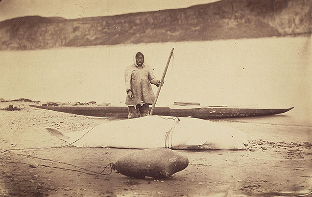 Labradorreko inuiten kayak bat. Beluga (balea txuria) eta itsas txakur.