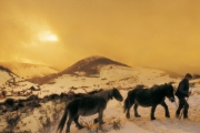 Horses in Hiriberri - Aezkoa